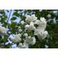 mock orange (Philadelphus 'Virginal')