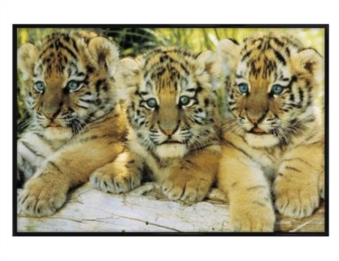 Image of Tiger Cubs Gloss Black Framed A Trio Of Tigers Poster