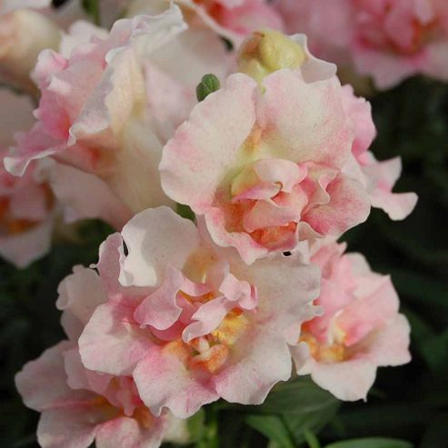Image of Antirrhinum Nanum 'twinny Appleblossom' F1 Hybrid - 1 Packet (30 Seeds)