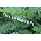 common Solomon's seal (Polygonatum × hybridum)