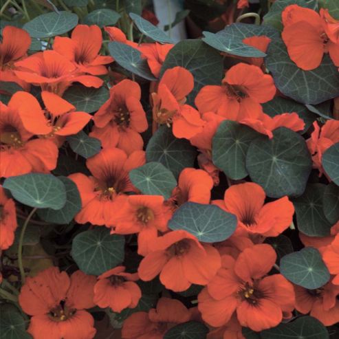 Image of Nasturtium 'princess Of India' - 1 Packet (30 Seeds)