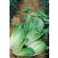 lettuce (semi-cos) (lettuce 'Winter Density')