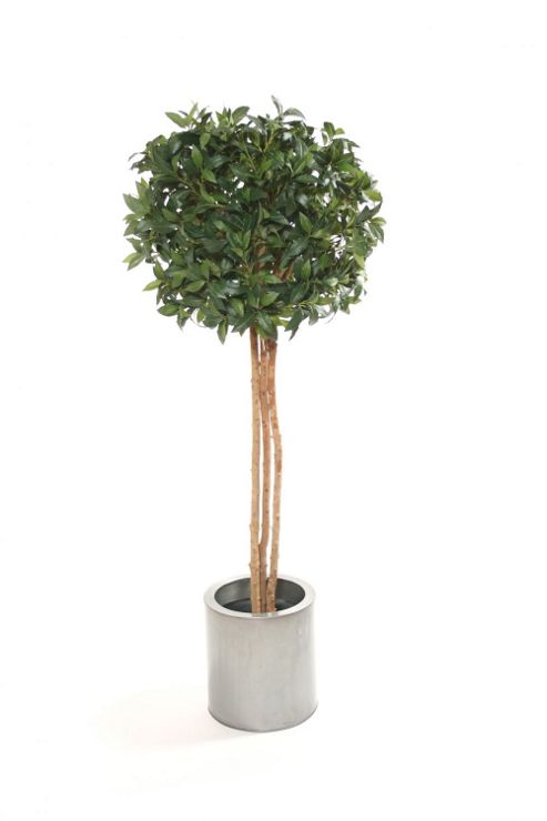 Image of Artificial 5ft Bay Laurel Single Ball Topiary Tree
