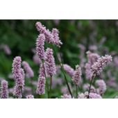 bistort (Persicaria bistorta)