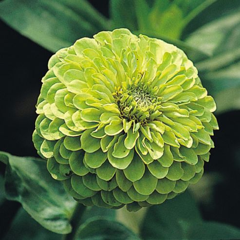 Image of Zinnia Elegans 'envy Double' - 1 Packet (100 Seeds)