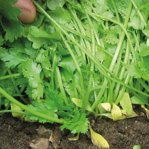 Image of Coriander 'calypso' - 1 Packet (150 Seeds)