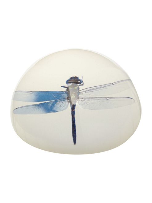 Image of Linea Dragonfly Paperweight Blue