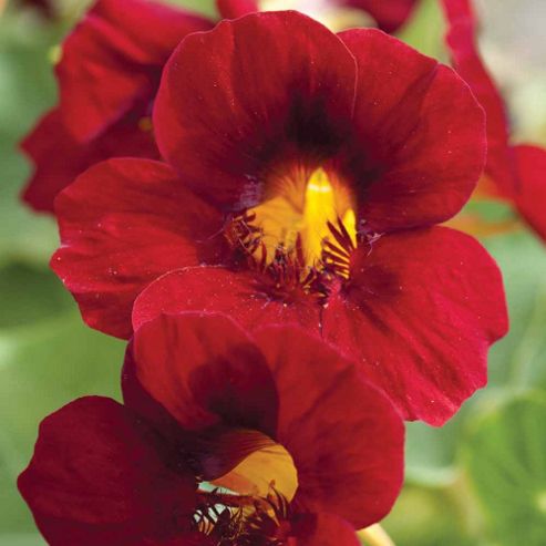 Image of Nasturtium 'crimson Emperor' - 1 Packet (30 Seeds)