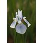 Siberian iris (Iris sibirica 'Perry's Blue')
