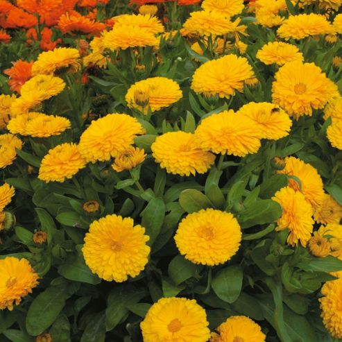 Image of Calendula Officinalis Nana 'candyman Yellow' - 1 Packet (100 Seeds)