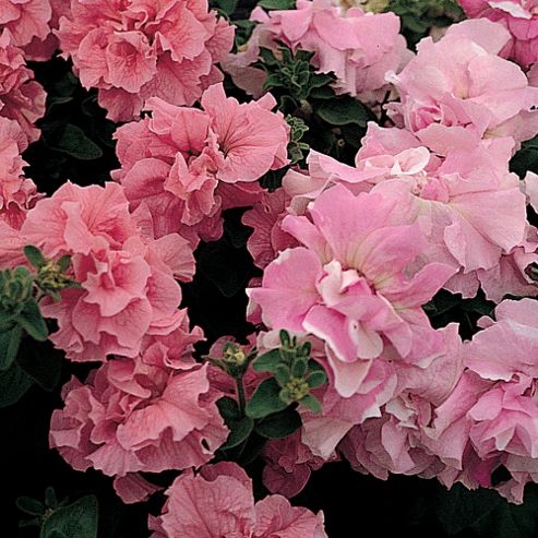 Image of Petunia Grandiflora 'cascade Pink Orchid Mist' F1 Hybrid - 1 Packet (25 Seeds)