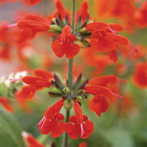 Image of Salvia Coccinea 'summer Jewel Red' - 1 Packet (30 Seeds)
