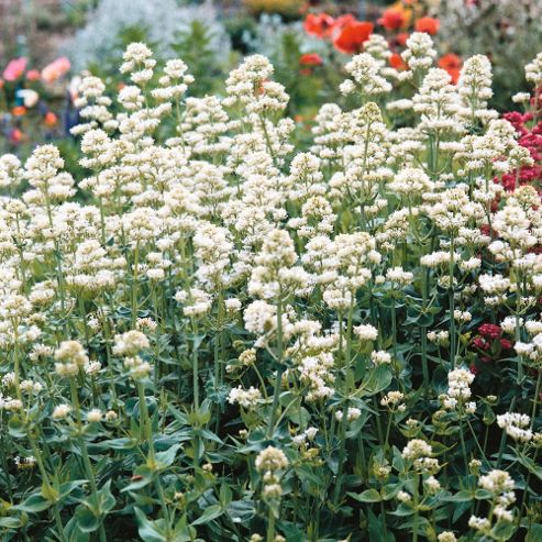 Image of Centranthus Ruber 'snowcloud' - 1 Packet (70 Seeds)