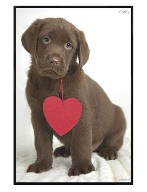Image of Rachael Hale Gloss Black Framed Corby Poster