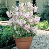 Lavatera x clementii 'Barnsley Baby' - 1 jumbo plug