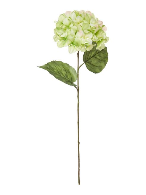 Image of Linea Green Hydrangea Single Stem