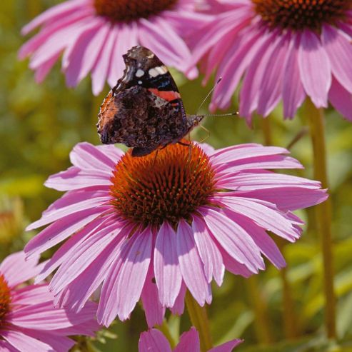 Image of Echinacea Purpurea 'pink Parasol' - 1 Packet (35 Seeds)