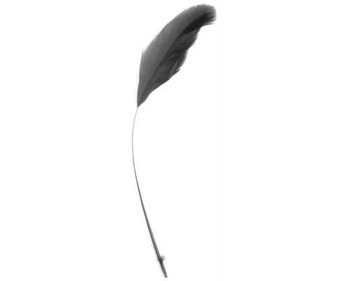 Image of Stripd Coque Black 5 Pk