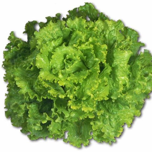 Image of Lettuce 'leny' (batavian) - 1 Packet (200 Lettuce Seeds)