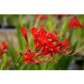 montbretia (Crocosmia 'Lucifer')