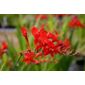 montbretia (Crocosmia 'Lucifer')