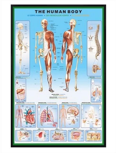 Image of Human Biology Gloss Black Framed The Human Body And It's Organs Poster