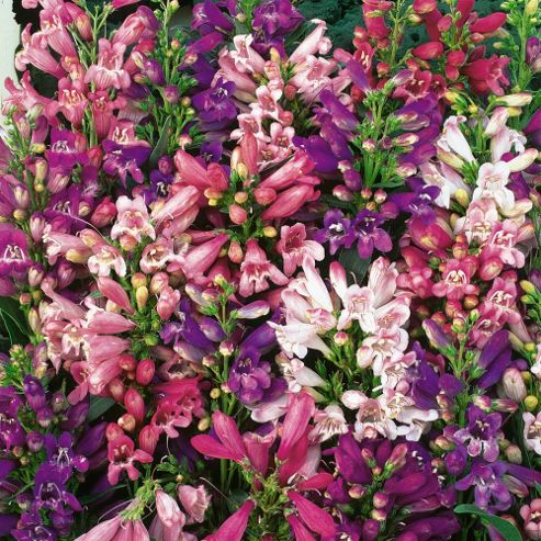Image of Penstemon Barbatus 'navigator' - 1 Packet (45 Seeds)