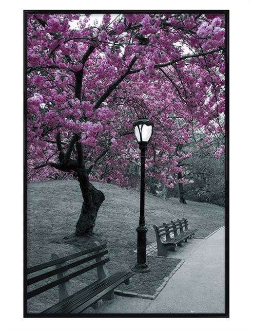 Image of New York City Gloss Black Framed Blossom In Central Park Poster