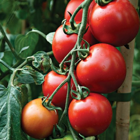 Image of Tomato 'cossack' F1 Hybrid - 1 Packet (20 Tomato Seeds)