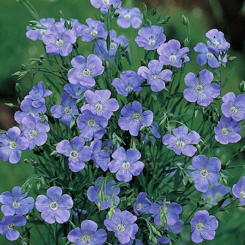 Image of Linum Grandiflorum 'blue Dress' - 1 Packet (200 Seeds)