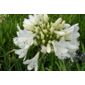 African lily (Agapanthus 'Arctic Star')