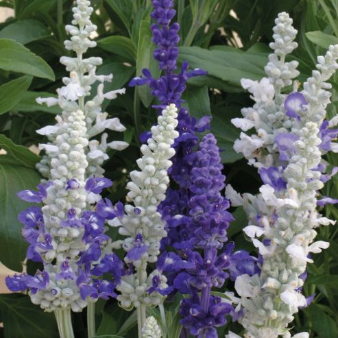 Image of Salvia Farinacea 'seascape Mixed' - 1 Packet (50 Seeds)