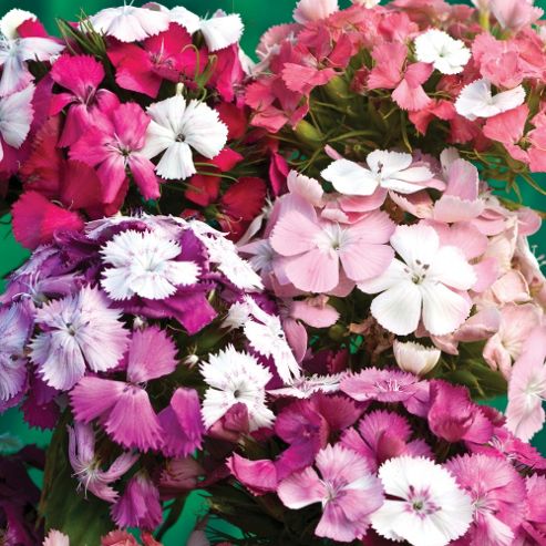 Image of Dianthus Barbatus 'kaleidoscope Mixed' - 1 Packet (40 Seeds)