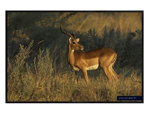 Image of Planet Earth Collection Gloss Black Framed Antelope In Africa Poster
