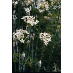 garlic chives (garlic chives)