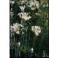 garlic chives (garlic chives)