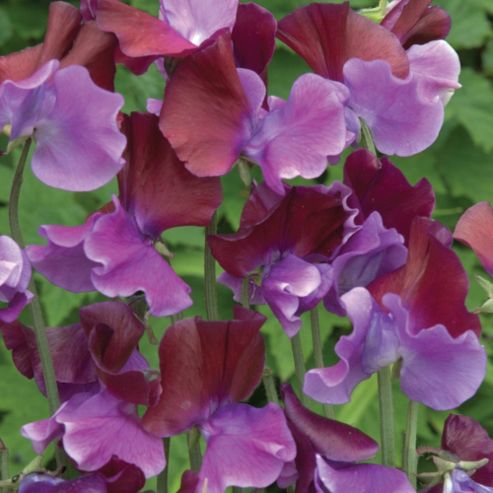 Image of Sweet Pea 'purple Pimpernel' - 1 Packet (20 Seeds)