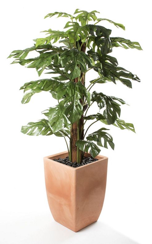 Image of Artificial 5ft Philo-cheese Plant