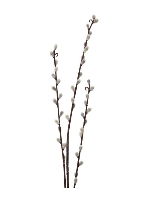 Image of Linea Pussy Willow Stem