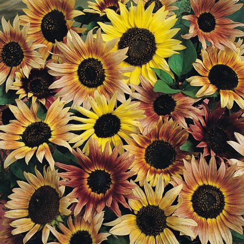 Image of Sunflower 'pastiche' - 1 Packet (40 Seeds)