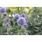 blue globe thistle (Echinops bannaticus 'Taplow Blue')