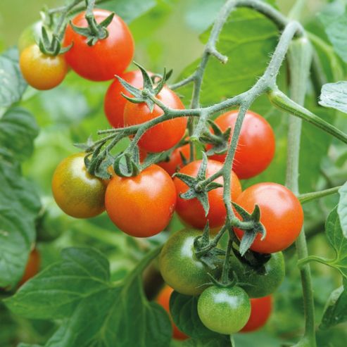 Image of Tomato 'losetto' - 1 Packet (6 Tomato Seeds)