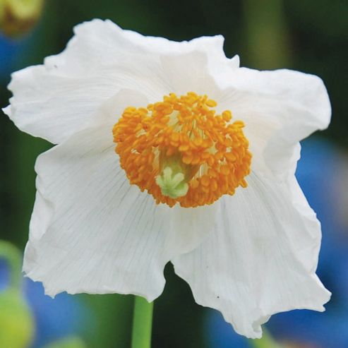 Image of Meconopsis Baileyi 'alba' - 1 Packet (30 Seeds)