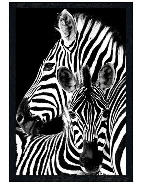 Image of Black Wooden Framed Zebra & Foal Poster