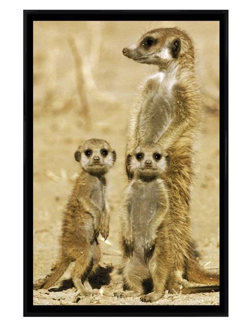 Image of Gloss Black Framed Meerkats Poster