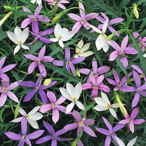 Image of Laurentia 'stargazer Mixed' - 1 Packet (60 Seeds)