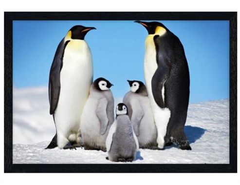 Image of Penguin Family Black Wooden Framed Penguin Harmony Poster