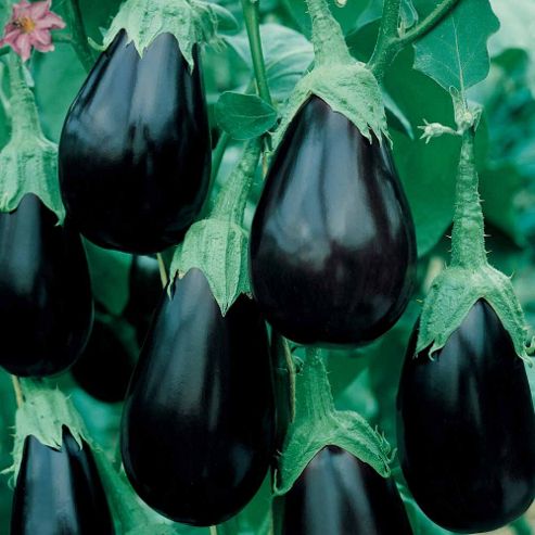 Image of Aubergine 'bonica' F1 Hybrid - 1 Packet (10 Aubergine Seeds)