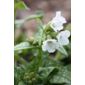 lungwort (Pulmonaria 'Sissinghurst White')