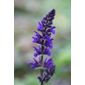 sage (Salvia × sylvestris 'Viola Klose')